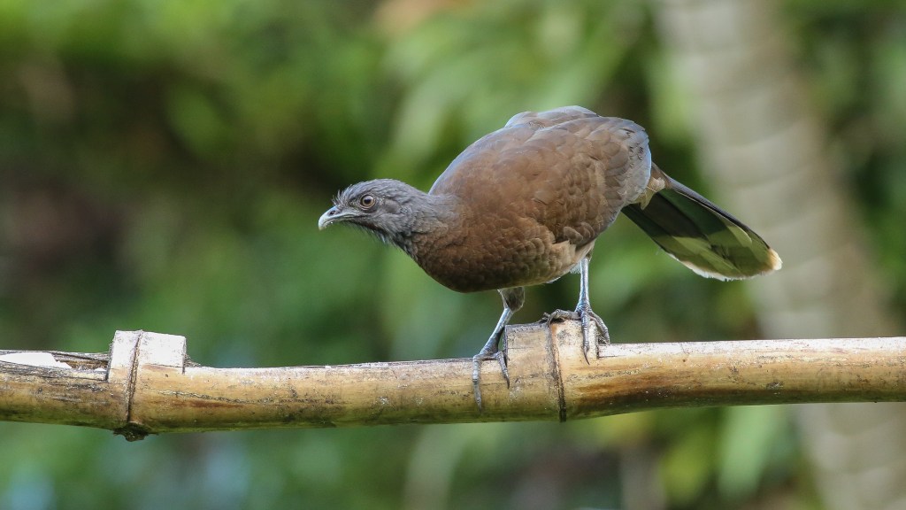 Monteverde and Finca San&nbsp;Luis
