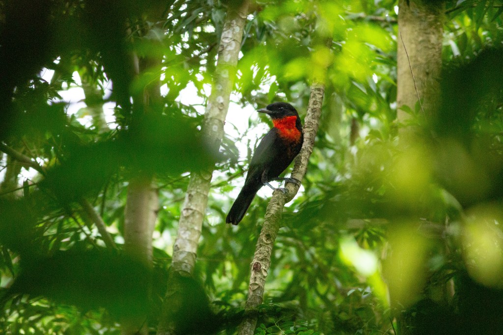 Karadya Birding Lodge