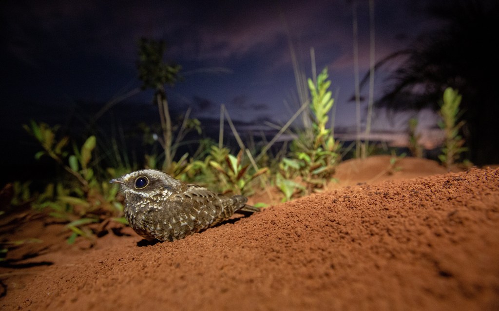 The White-winged Nightjar of Aguara&nbsp;Ñu